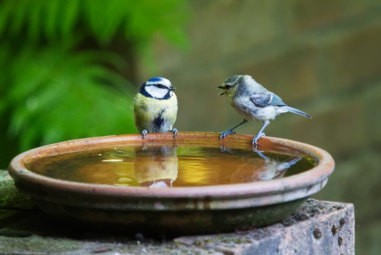 Die Stunde der Gartenvögel ist gestartet