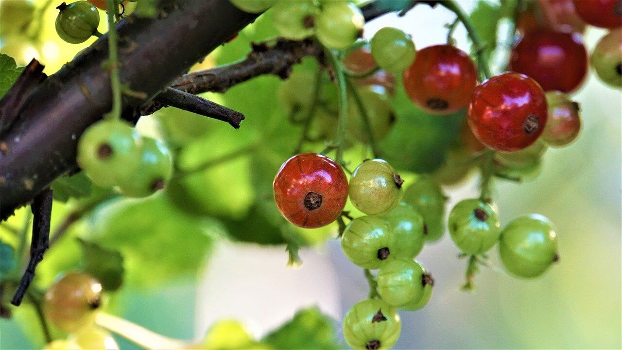 Krankheiten und Schädlinge bei Johannes- und Stachelbeeren